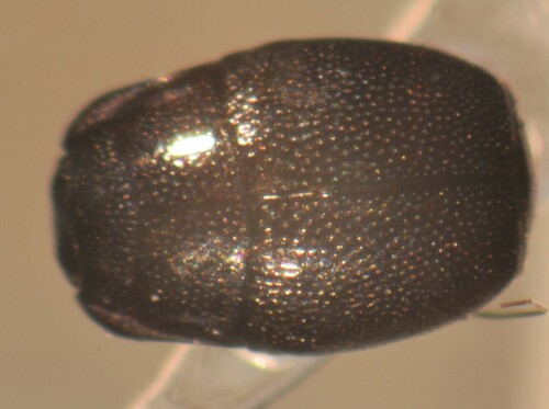 Plegaderus saucius