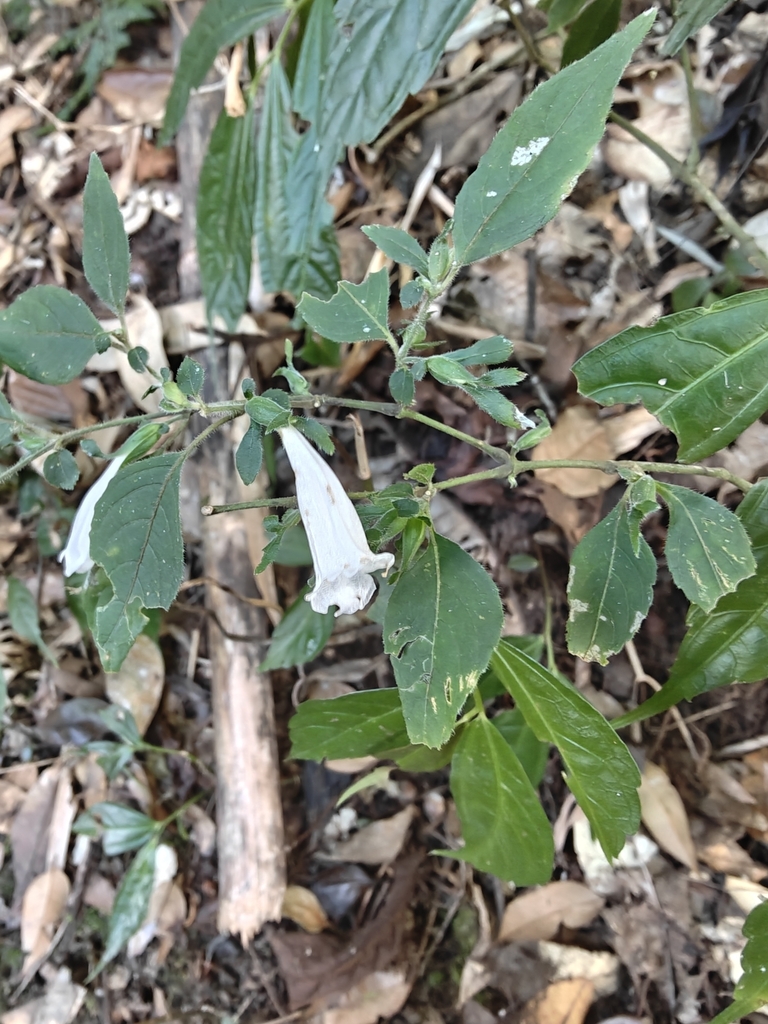 Strobilanthes cruciata (Strobilanthes cruciata)