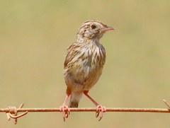 Cloud Cisticola photo 2