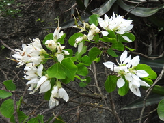 Bauhinia lunarioides