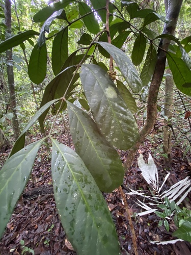 Guarea blanchetii