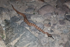 Crotalus stephensi