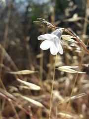 Conanthera campanulata