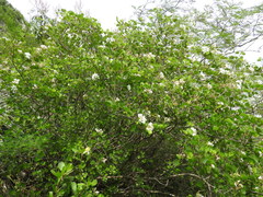 Bauhinia lunarioides