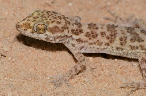 Southern Tuberculated Gecko