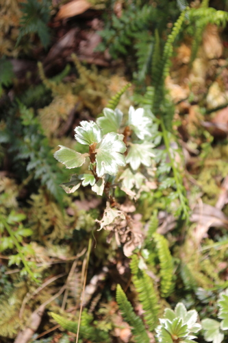 Alchemilla stuhlmannii