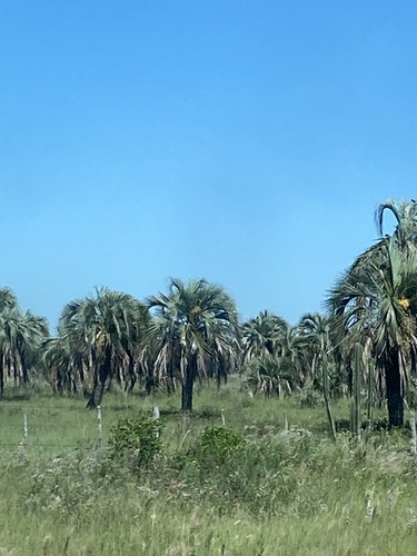 Foto de Butiá