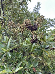 Escallonia discolor