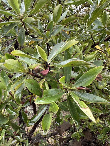 Escallonia discolor, photograph 2