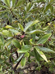 Escallonia discolor, photograph (c) Nicolás Baresch Uribe, some rights reserved (CC BY)