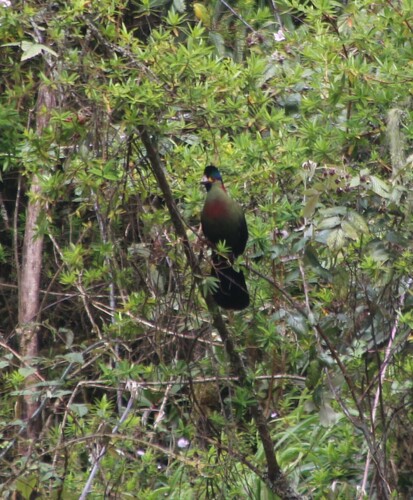 Rwenzori Turaco (Gallirex johnstoni), photo 4