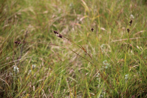 Image of Luzula Abyssinica (Luzula abyssinica) by no rights reserved