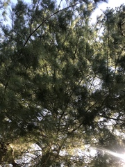 Pinus strobus