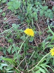 Taraxacum