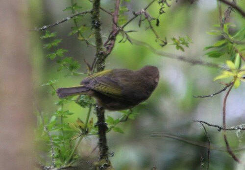 Brown Woodland Warbler (Phylloscopus umbrovirens), photo 4