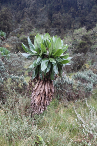 Tree groundsel (Dendrosenecio adnivalis)