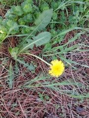 Taraxacum officinale