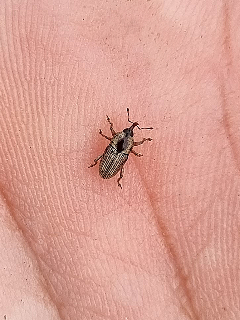 Parisoschoenus