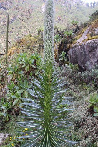 Lobelia wollastonii