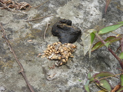 Bassariscus