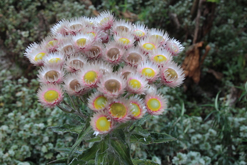 Everlasting-flower (Helichrysum formosissimum)