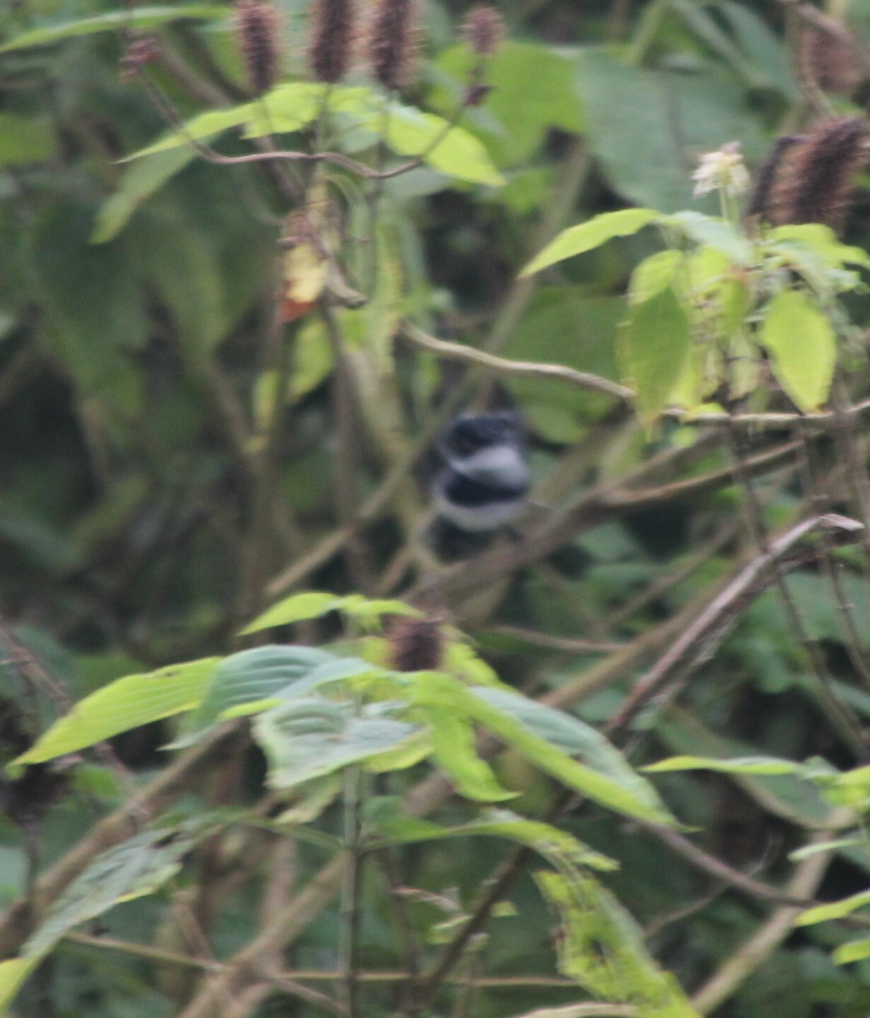 Rwenzori Batis (Batis diops), photo 2
