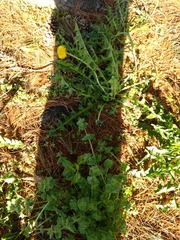 Taraxacum officinale