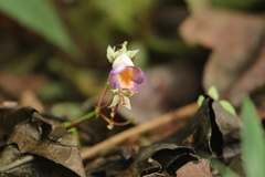Monopyle ecuadorensis