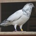 Feral Pigeon - Photo (c) Paul Korecky, some rights reserved (CC BY-SA)