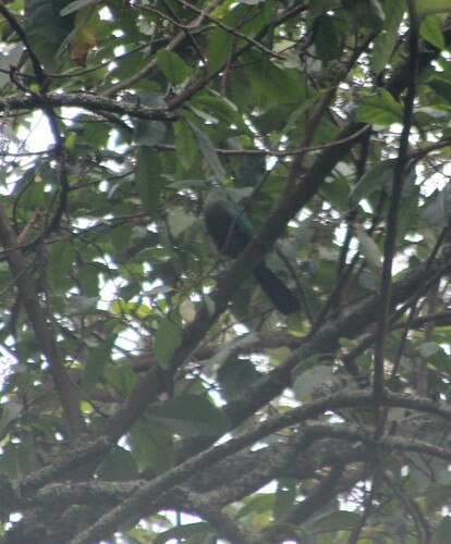 Black-billed Turaco (Tauraco schuettii), photo 5
