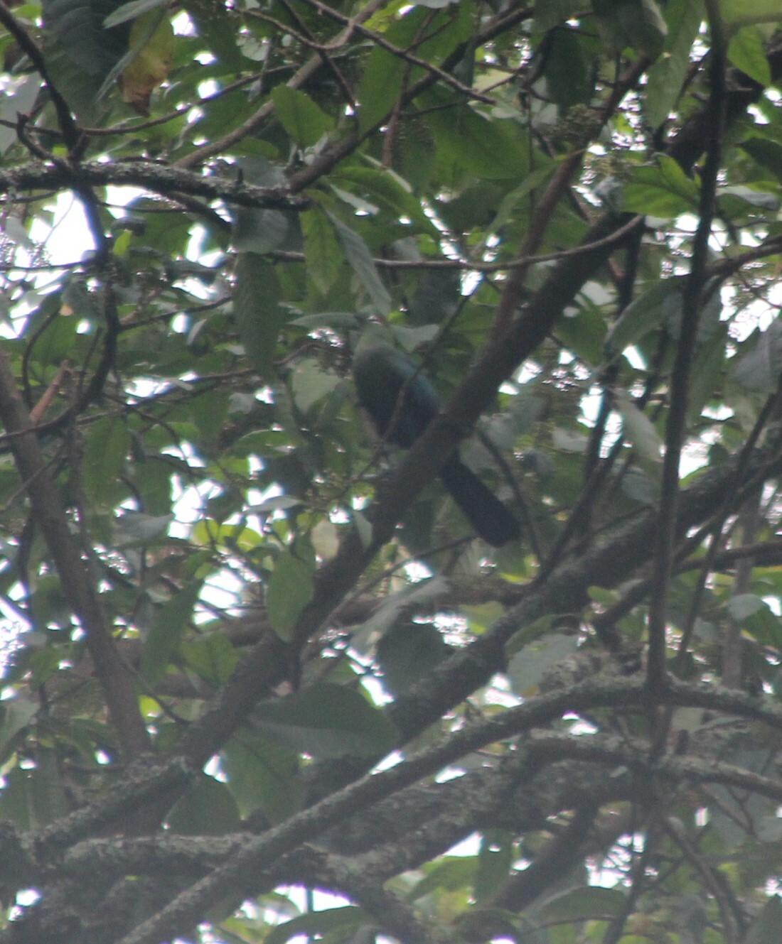 Black-billed Turaco (Tauraco schuettii), photo 5