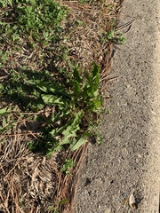 Taraxacum officinale