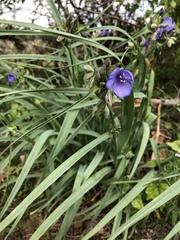 Tradescantia occidentalis