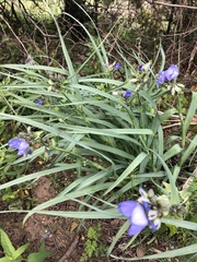 Tradescantia occidentalis