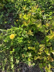 Taraxacum officinale