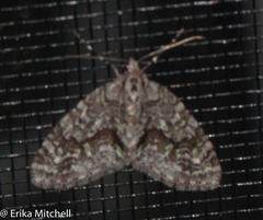 Cladara limitaria