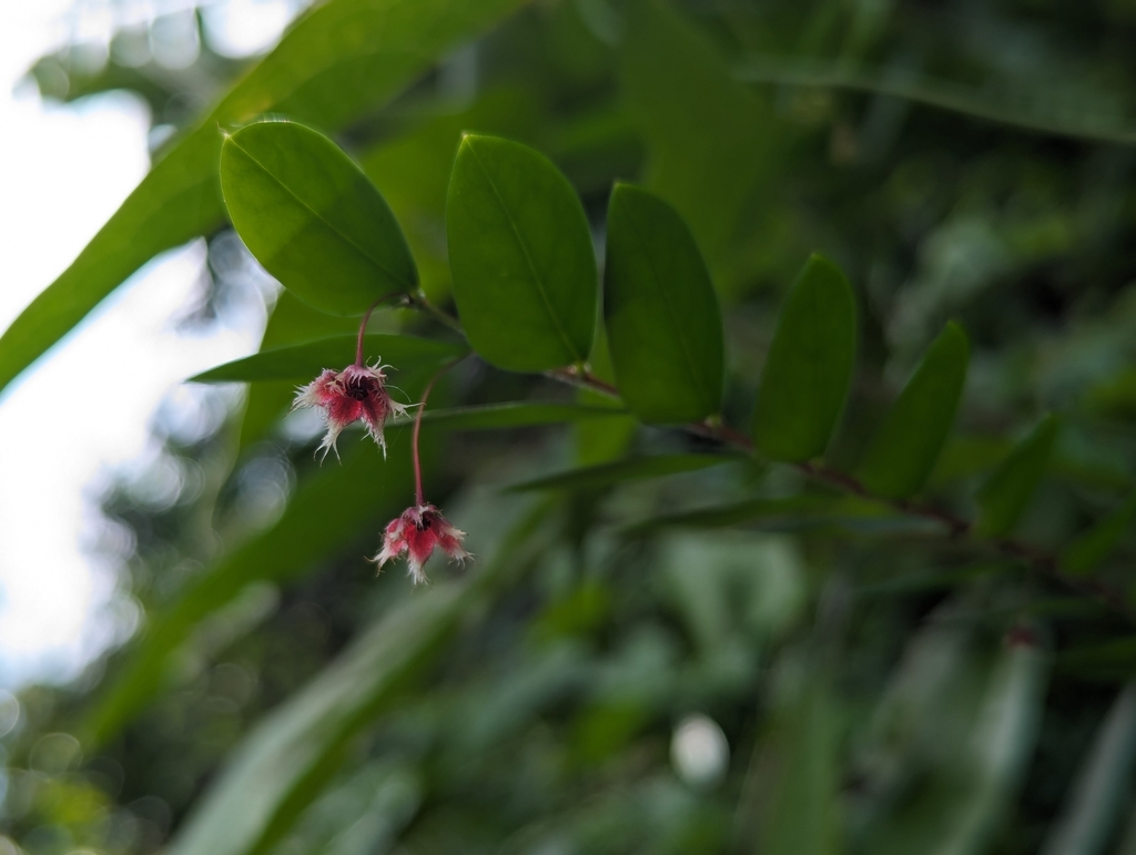 Phyllanthus pulcher; photograph (c) Victor Heng, some rights reserved (CC BY)