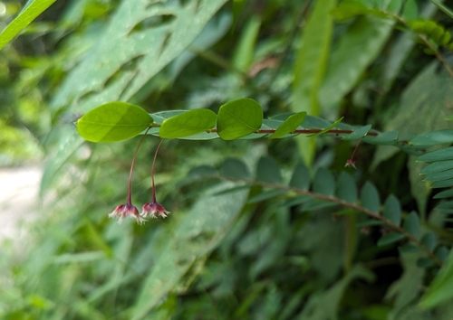 Phyllanthus pulcher, photograph 3