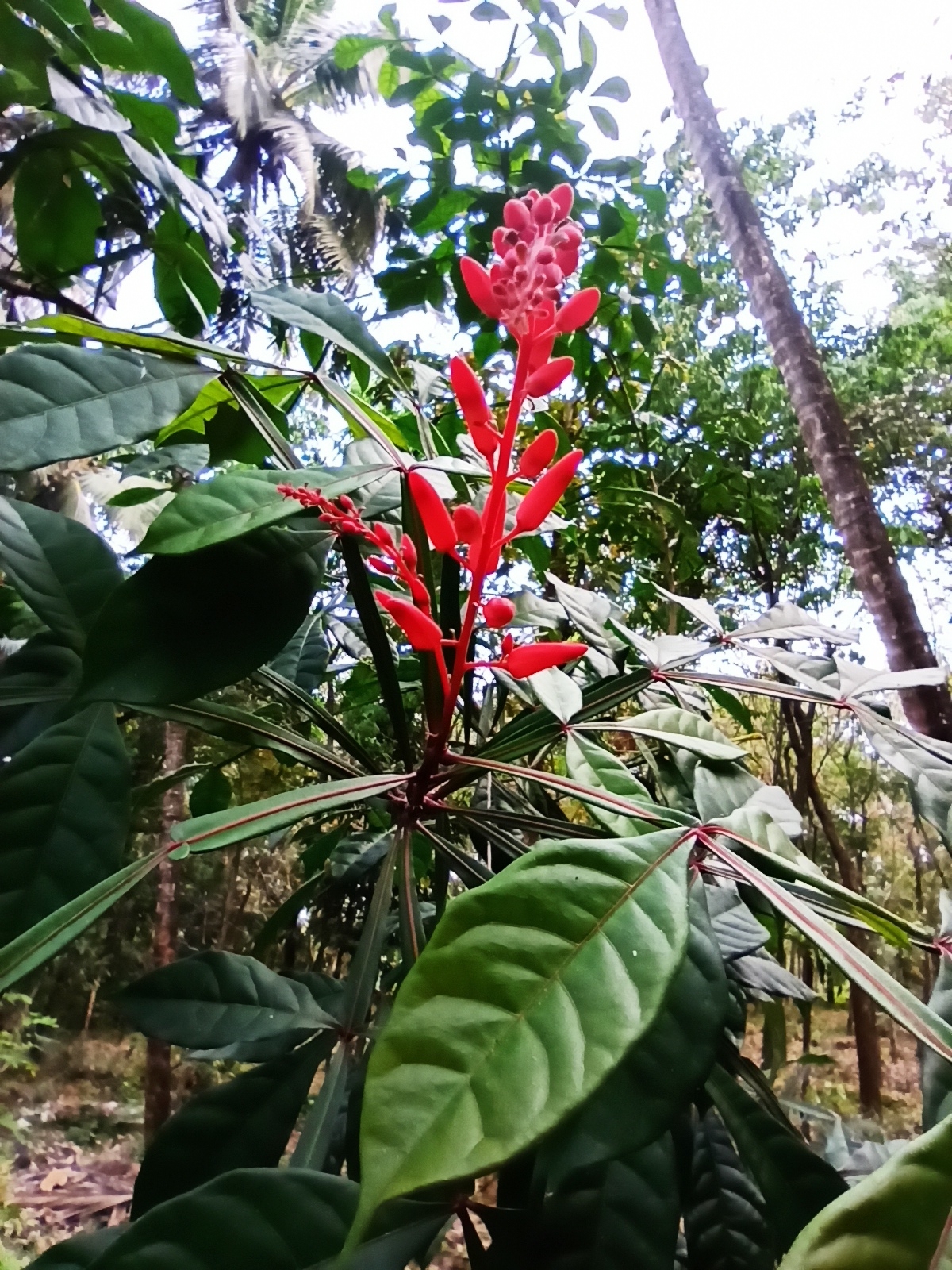 Imagem de Pau-tenente