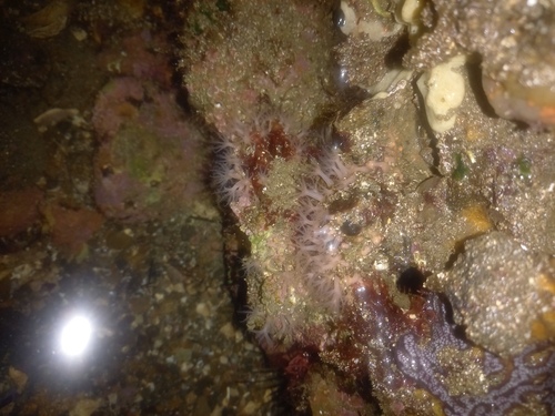 Representative image of Cerveridae