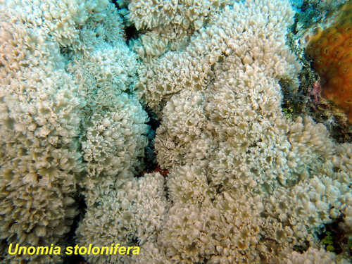 Unomia stolonifera observed 2023-12-29