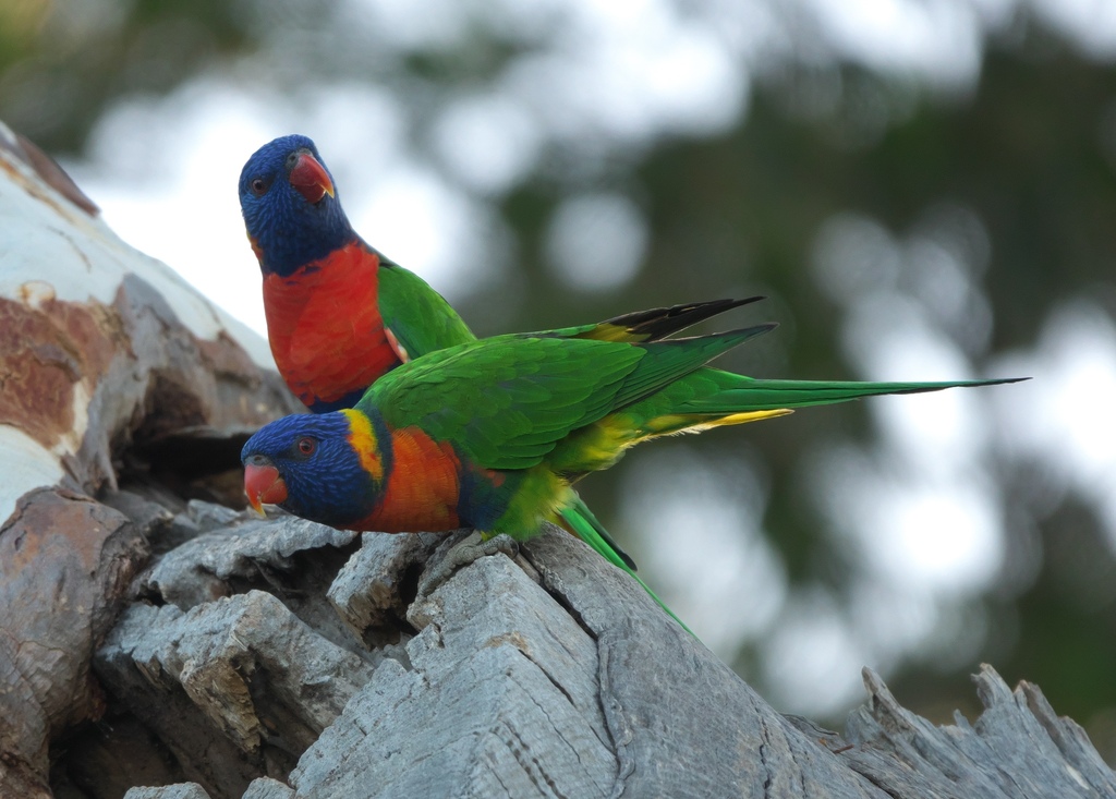 Red-collared Lorikeet