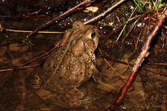 Anaxyrus americanus charlesmithi