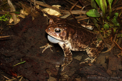 Anaxyrus americanus charlesmithi