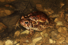 Anaxyrus americanus charlesmithi