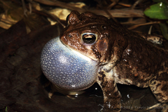 Anaxyrus americanus charlesmithi