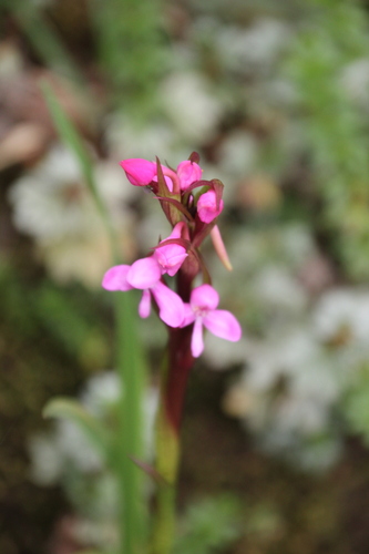 Image of Disa stairsii by no rights reserved