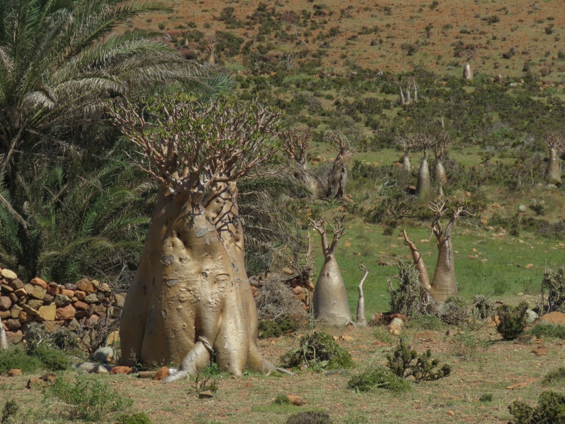 Imagem de Rosa do deserto