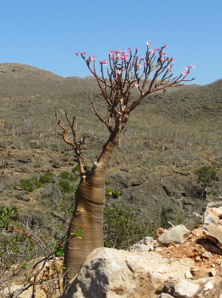 Imagem de Rosa do deserto