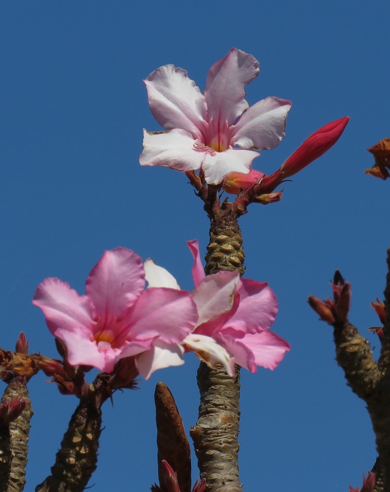 Imagem de Rosa do deserto